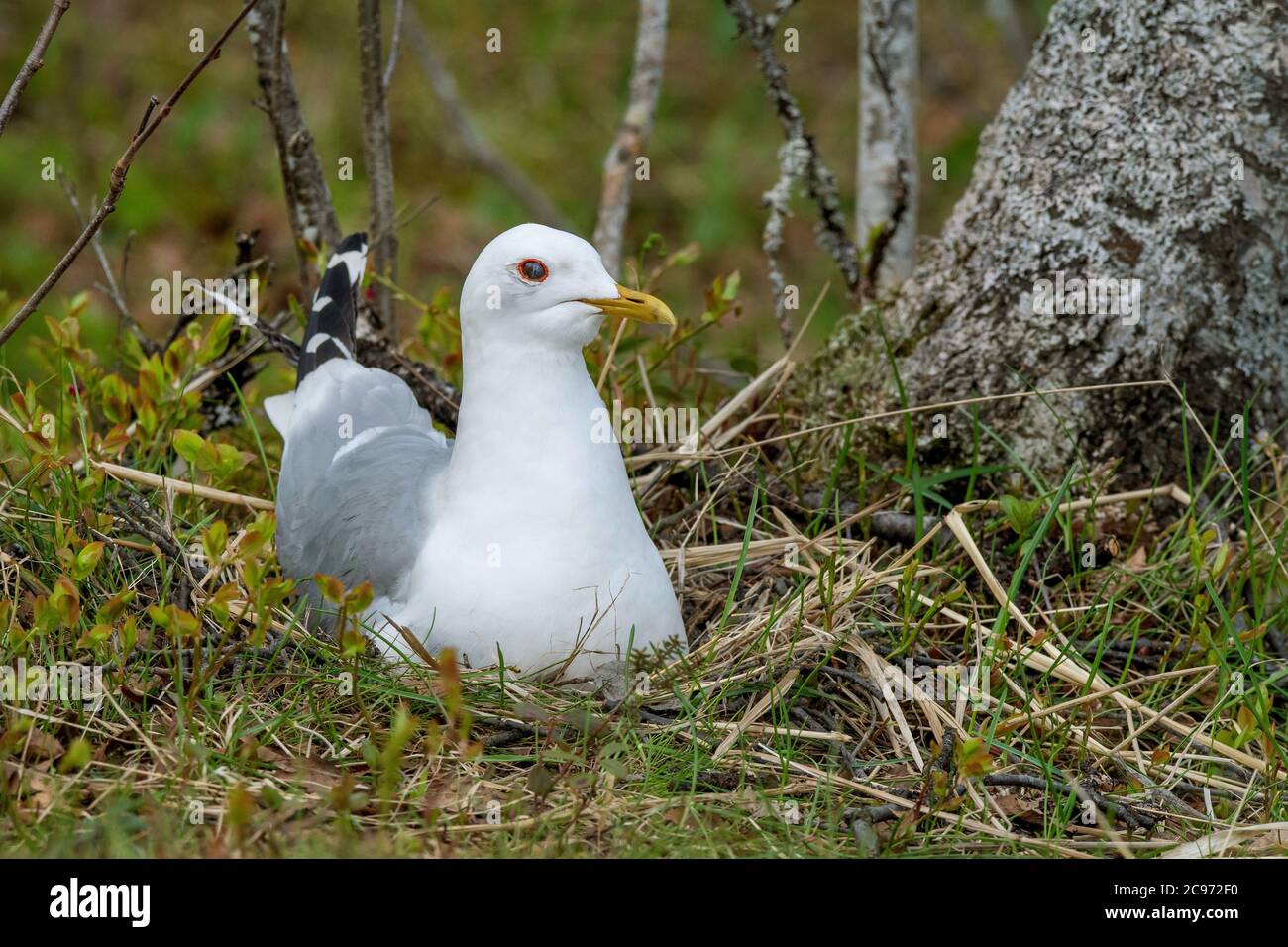 mew-Möwe (Larus canus), auf Nest, Norwegen, Troms, Tromsoe Stockfoto