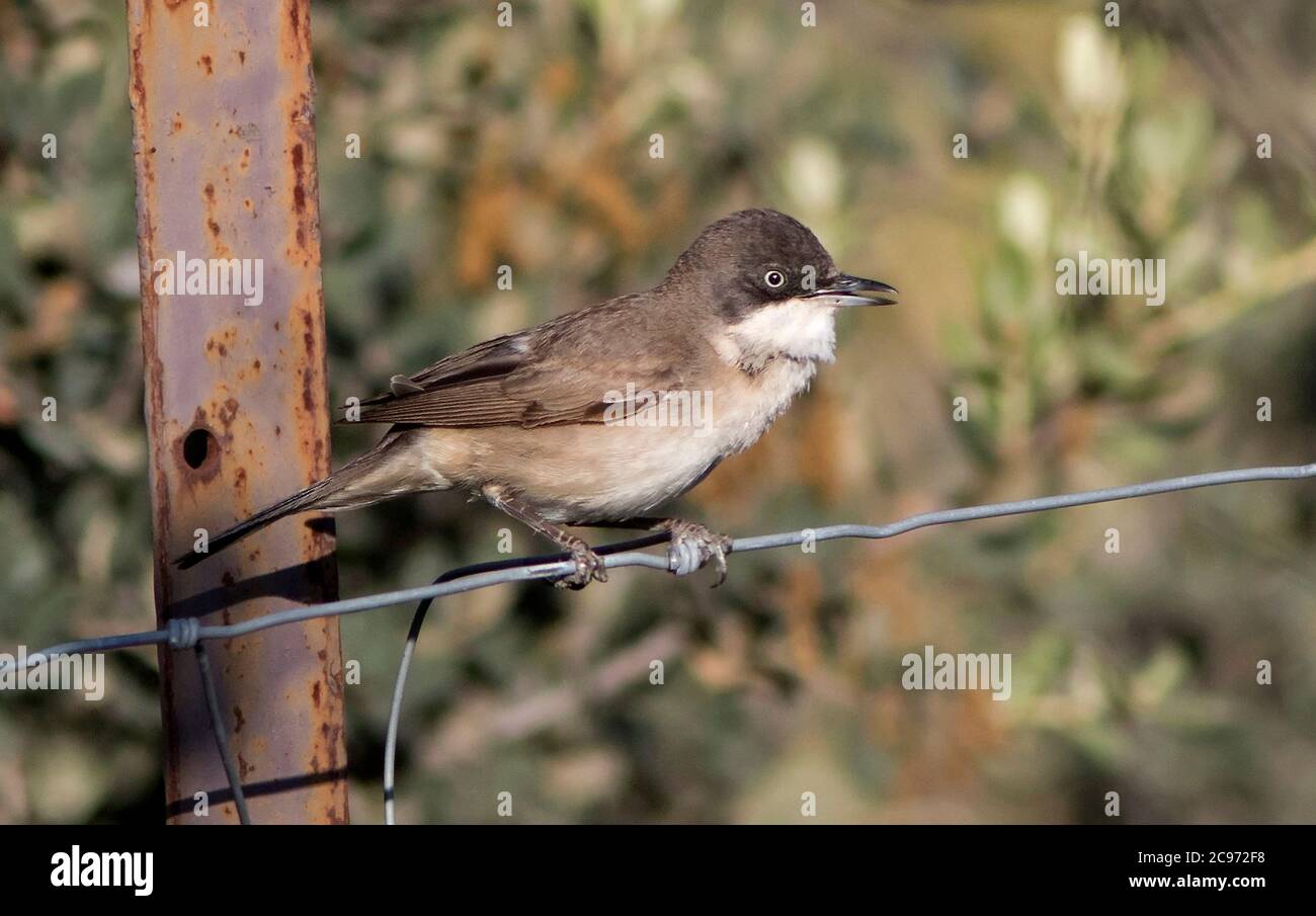 orphean-Waldsänger (Sylvia hortensis), männlicher Gesang auf Stacheldraht, Spanien Stockfoto