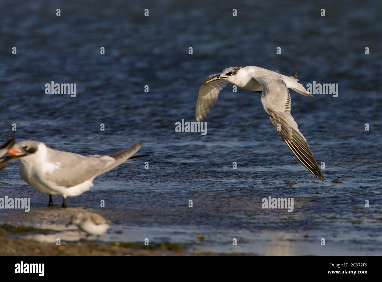 Sandwichseeschwalbe (Sterna sandvicensis, Thalasseus sandvicensis), zweites Kalenderjahr entlang der Küste, Marokko, Westsahara Stockfoto