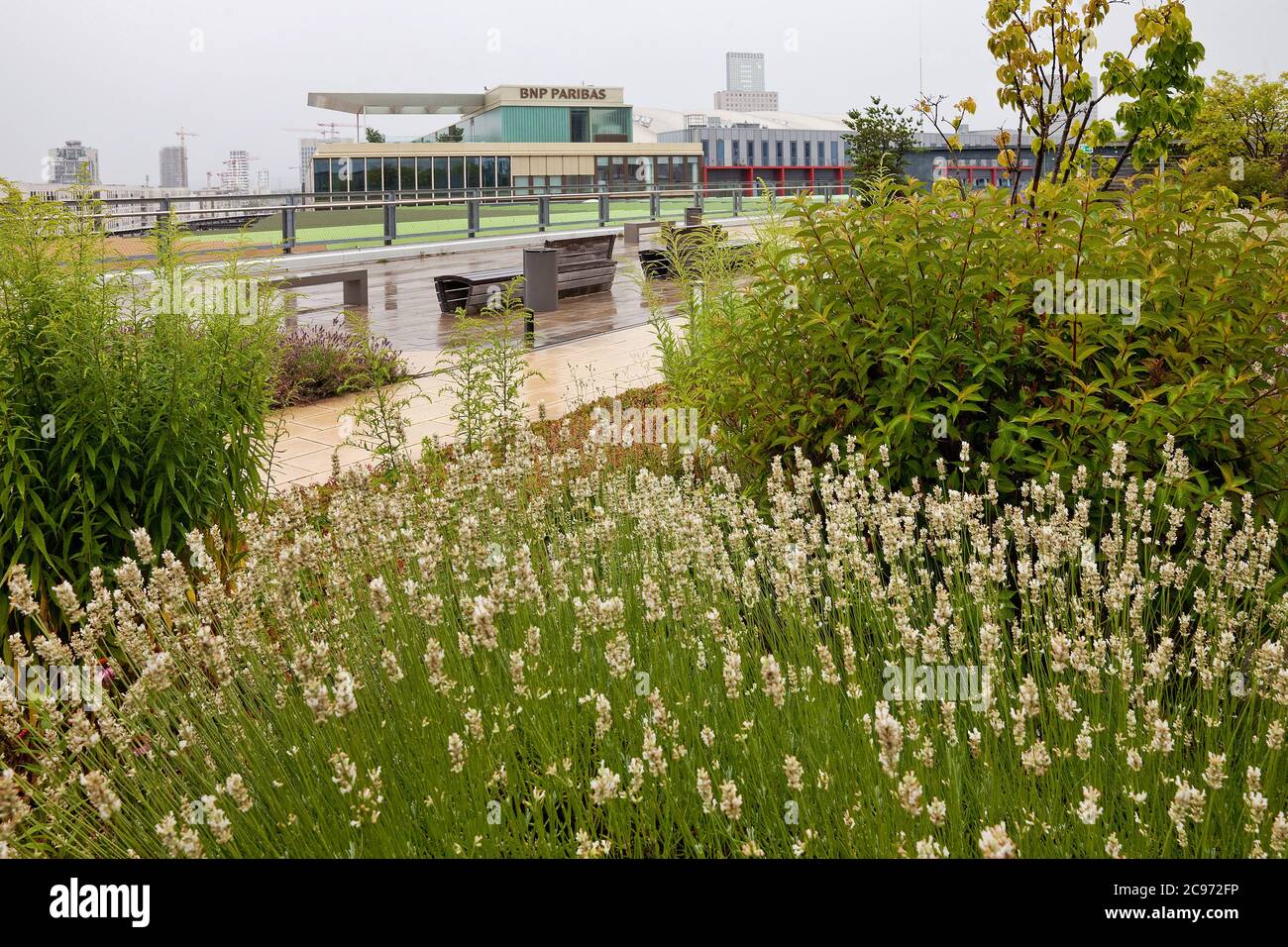 Englischer Lavendel (Lavandula angustifolia, Lavandula officinalis), begrünter Dachgarten Skyline Garden auf dem Einkaufszentrum Skyline Plaza, Europaviertel, Deutschland, Hessen, Frankfurt am Main Stockfoto