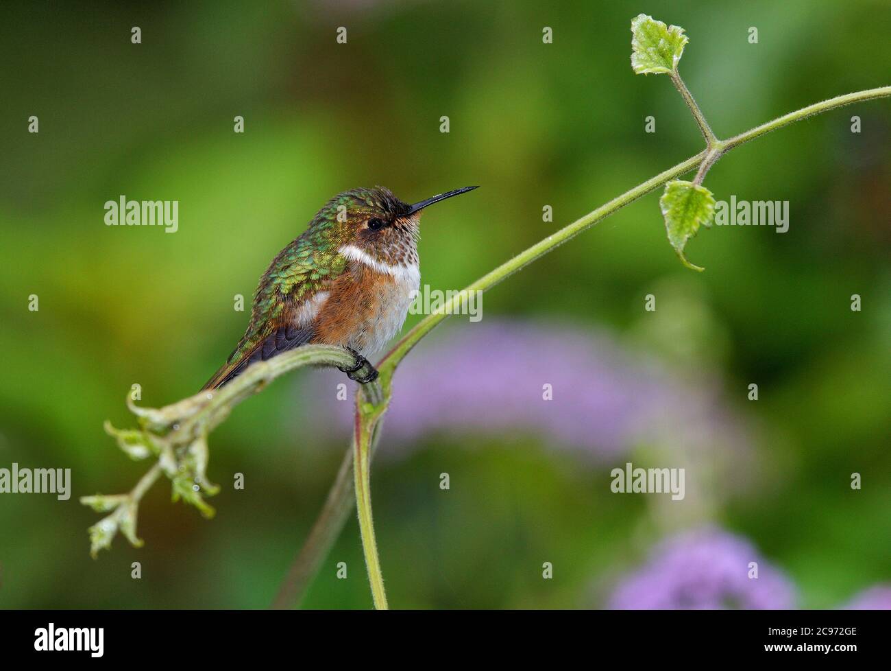 Vulkan Kolibri (Selasphorus flammula), Männchen thront auf einem Zweig, Costa Rica Stockfoto