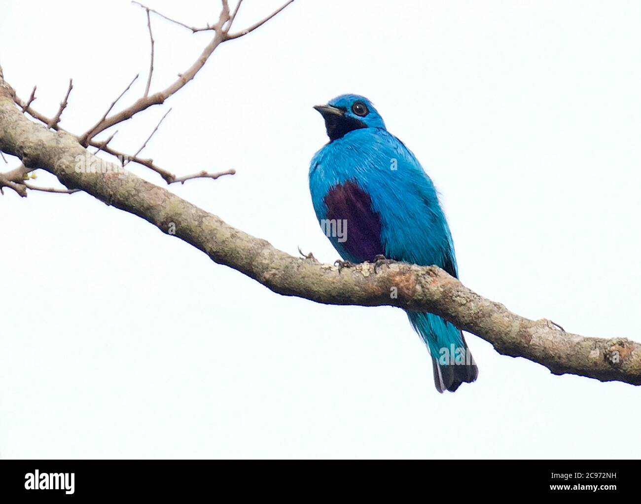 Blauer Cotinga (Cotinga nattererii), männlich auf einem Zweig, Panama Stockfoto