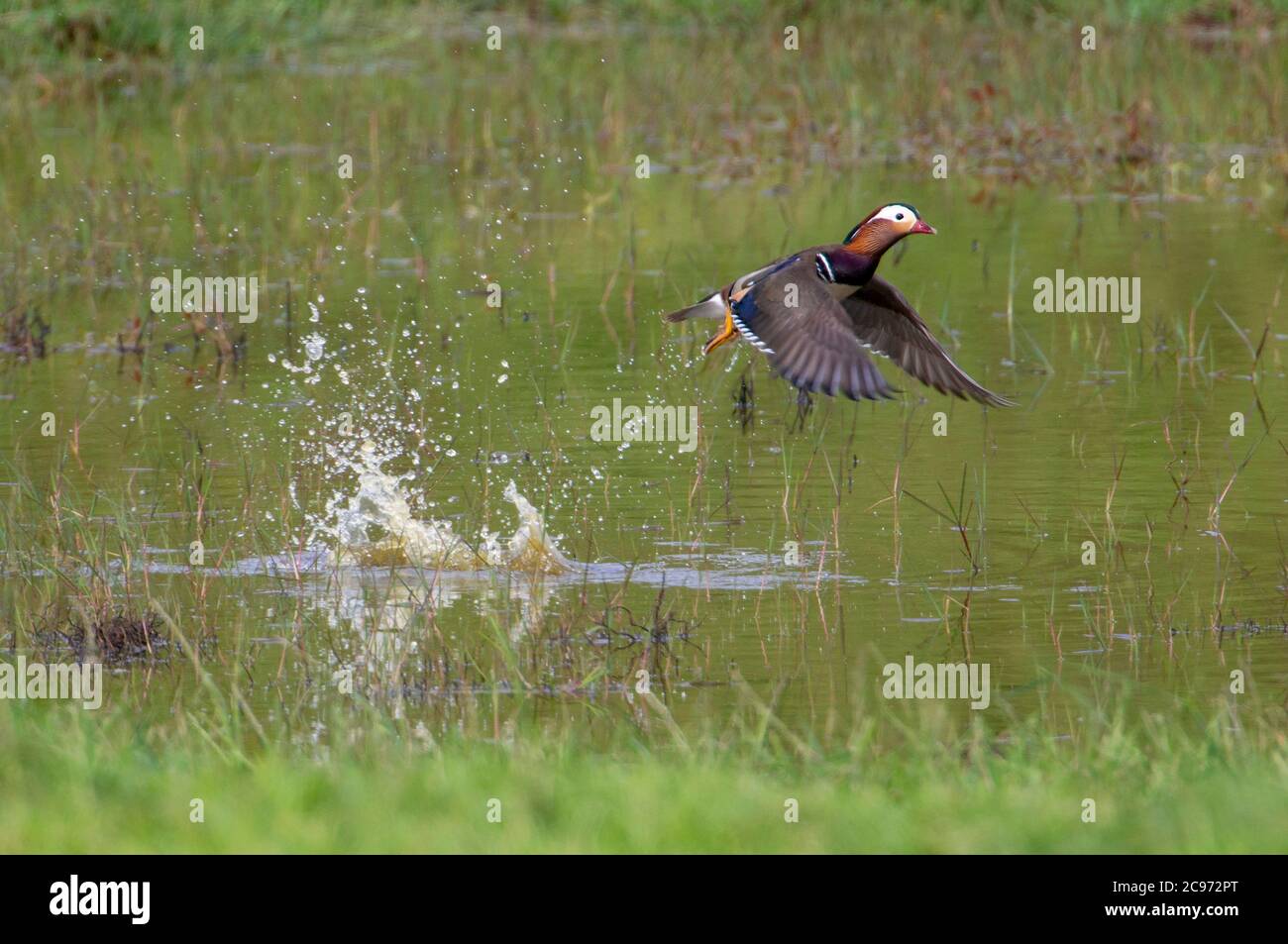 mandarinente (Aix galericulata), Männchen beim Abheben von einem lokalen Teich, Portugal, Azoren, Terceira Stockfoto