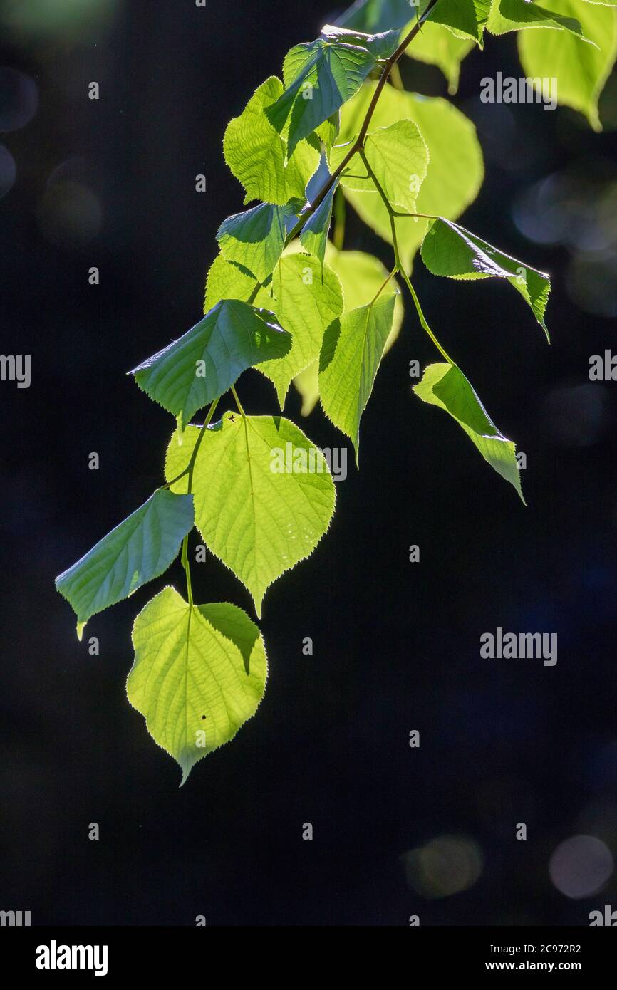 Linden, Linden, Linden (Tilia spec.), Lindenblätter im Gegenlicht, Deutschland Stockfoto Linden, Linden, Linden (Tilia spec.), Lindenblätter im Gegenlicht, Deutschland Stockfoto