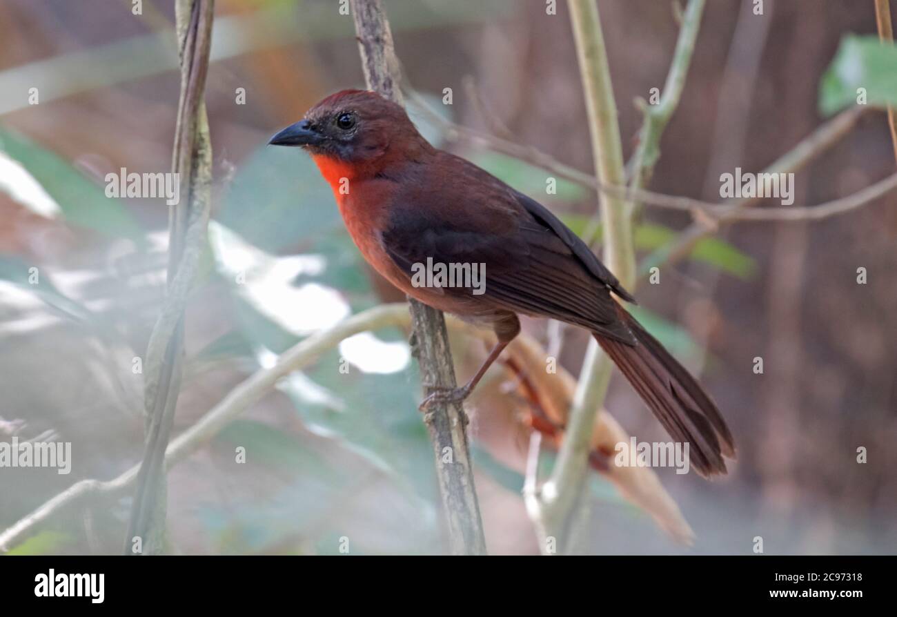 Rotkronenamanttanager (Habia rubica), thront im Unterholz des tropischen Regenwaldes, Panama Stockfoto