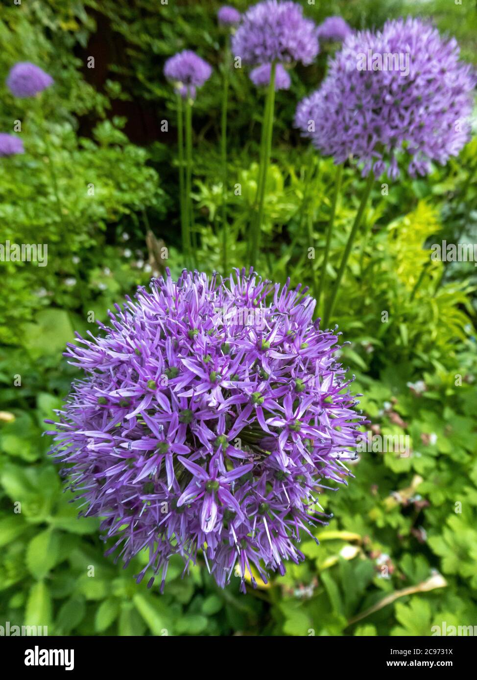 Riesenpersisches Allium (Allium aflatunense), blühend, Deutsche Weinstraße Stockfoto