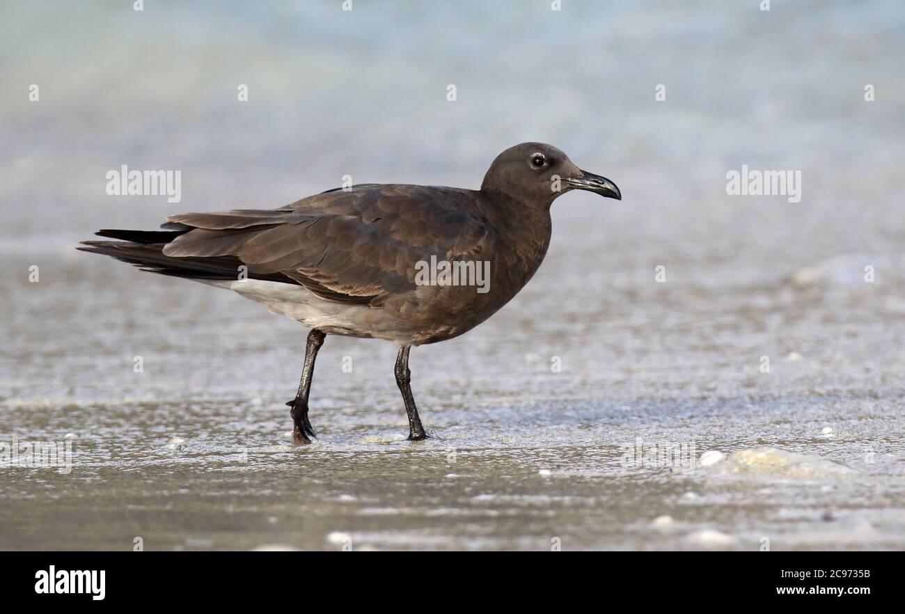 Schwarzmöwe (Larus fuliginosus, Leucophaeus fuliginosus), die seltenste Möwe der Welt, unreif am Strand, Ecuador, Galapagos-Inseln Stockfoto