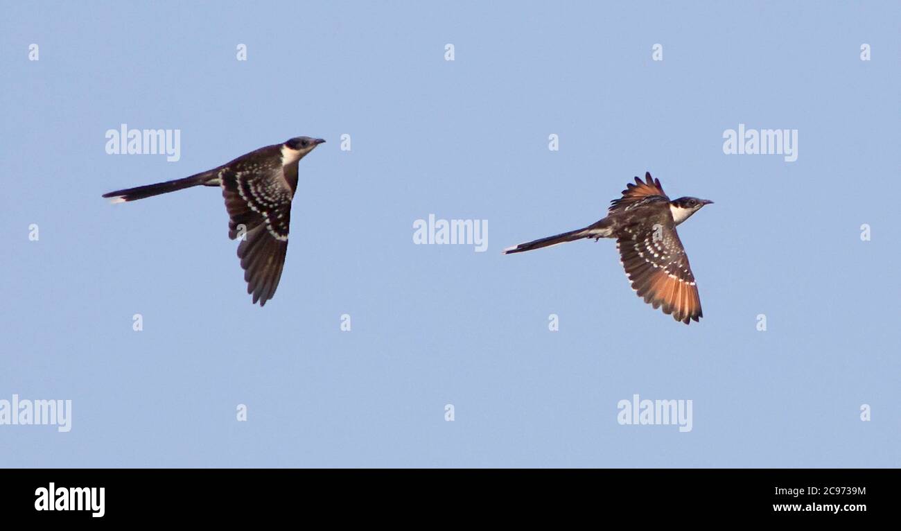 Buntkuckuck (Clamator glandarius), zwei Buntkuckucke im Flug, Spanien Stockfoto