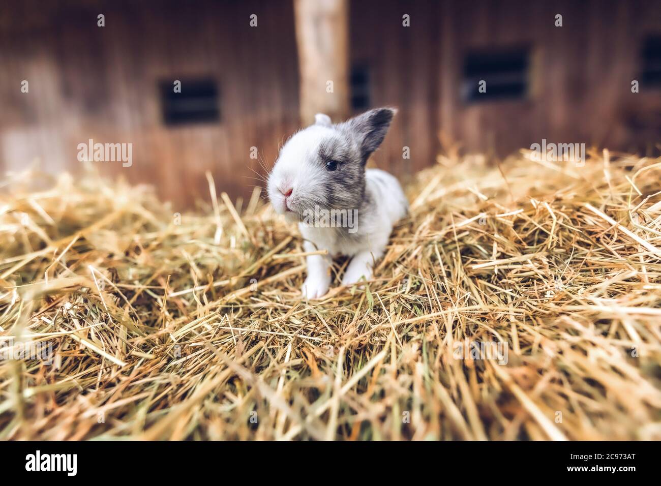 Porträt eines Kaninchenbabys auf einem Bauernhof Stockfoto