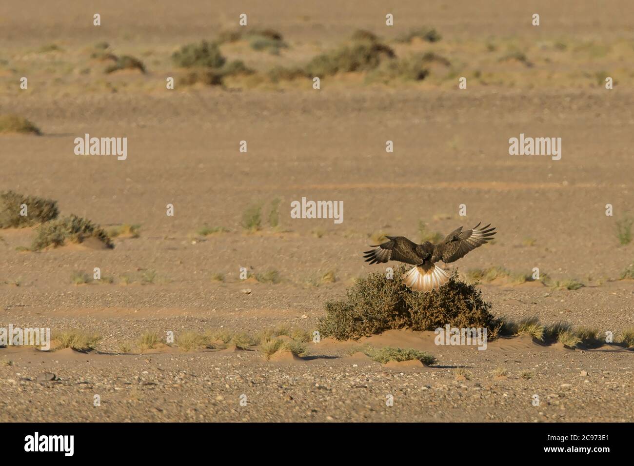 Atlas Langbeinige Bussard (Buteo rufinus cirtensis, Buteo cirtensis), Landung auf niedrigem Buschland in der Wüste, Marokko Stockfoto