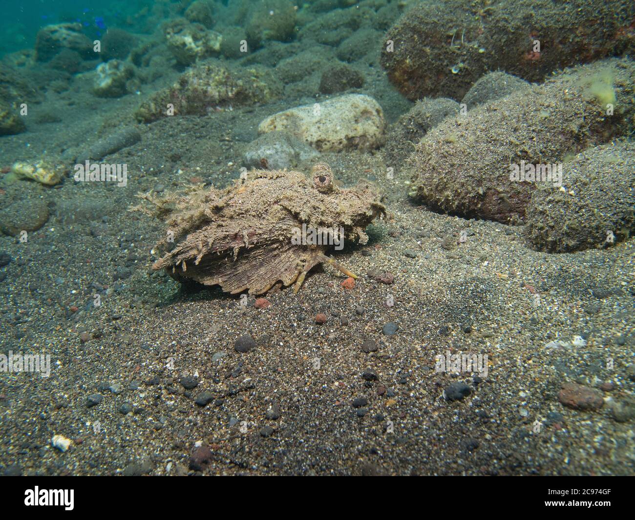 Stachelfisch, Inimicus didactylus, kriecht am sandigen Meeresboden, Tulamben, Bali Stockfoto