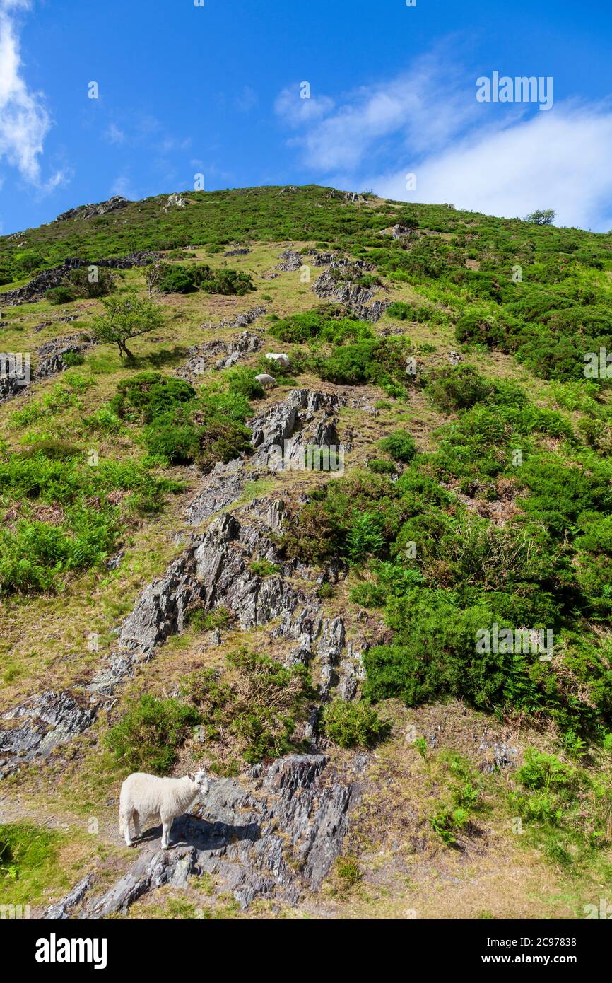 Gehörnte Schafe weiden auf Haddon Hill im Carding Mill Valley in der Long Mynd, Shropshire, England Stockfoto