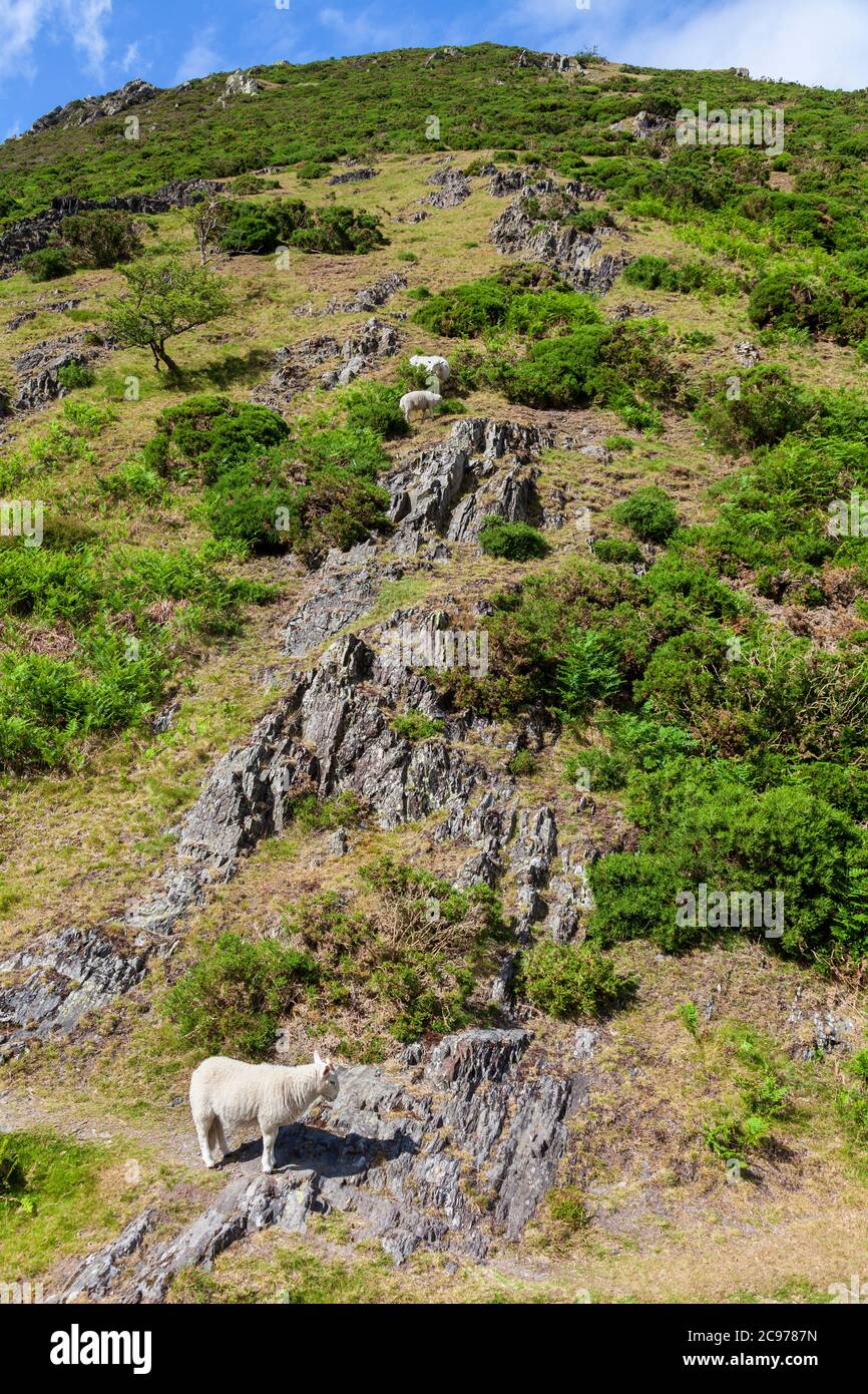 Gehörnte Schafe weiden auf Haddon Hill im Carding Mill Valley in der Long Mynd, Shropshire, England Stockfoto