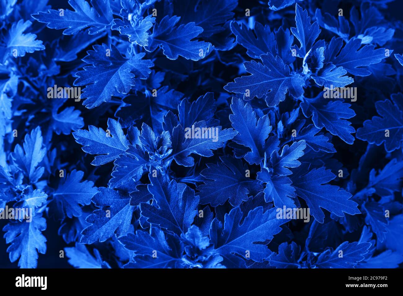 Chrysantheme üppige Laub getönte klassische blaue Trendfarbe des Jahres 2020. Hintergrund und Textur. Draufsicht. Stockfoto