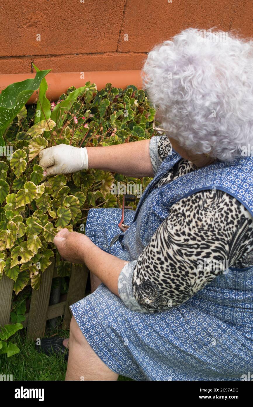 Alte Frau kümmert sich um Blumen im Garten. Stockfoto