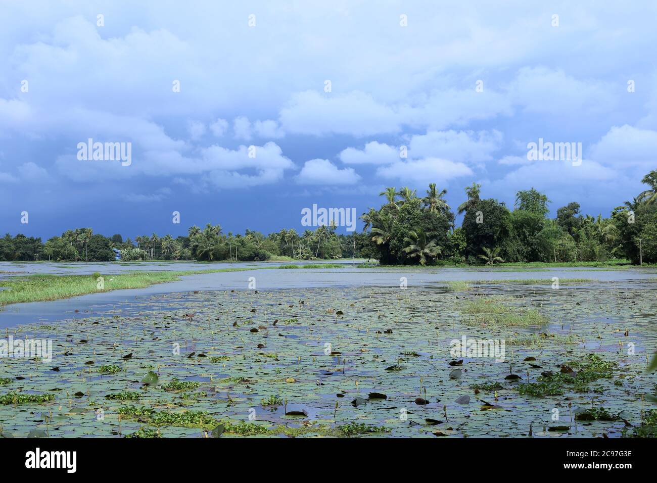 Mangrove, Alappuzha, Kerala, Indien Stockfoto