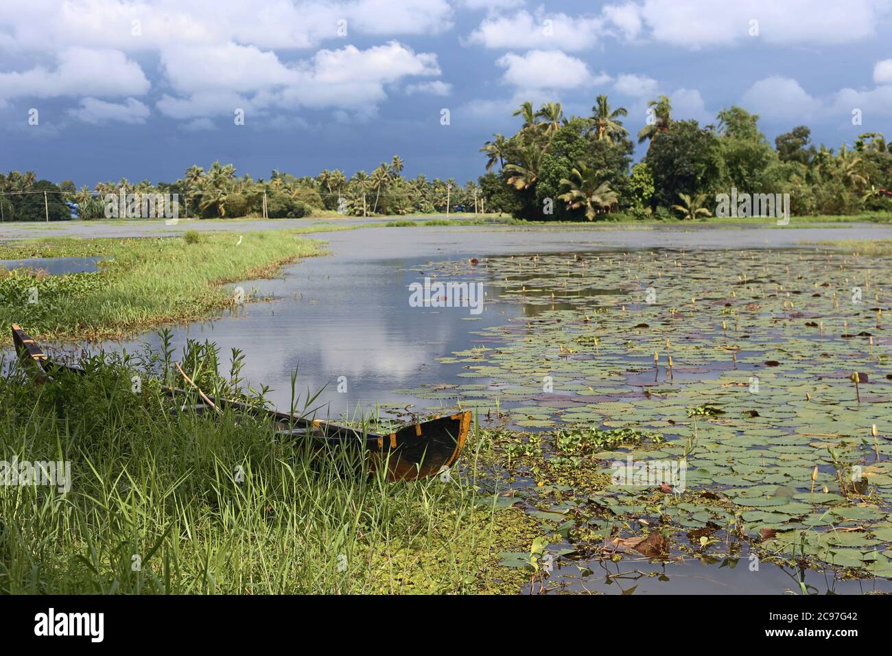 Mangrove, Alappuzha, Kerala, Indien Stockfoto