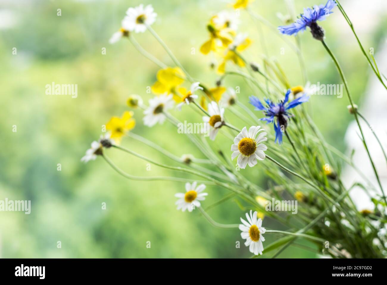 Schöne Gänseblümchen in der Sonne. Sommer Hintergrund mit Wildblumen mit Platz für Text Stockfoto