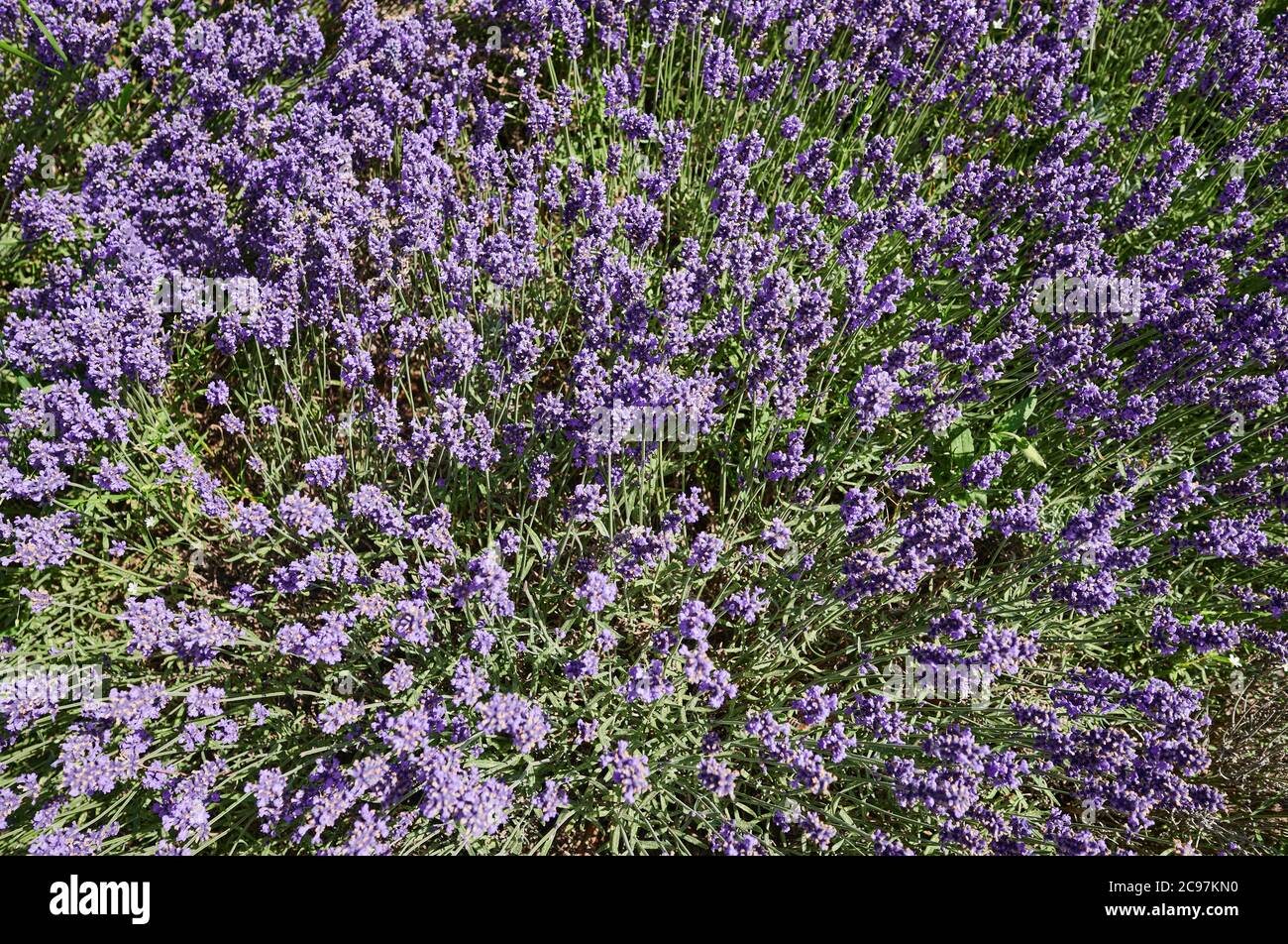 Lila Lavendel Blumenmuster Hintergrund oben Ansicht Stockfoto