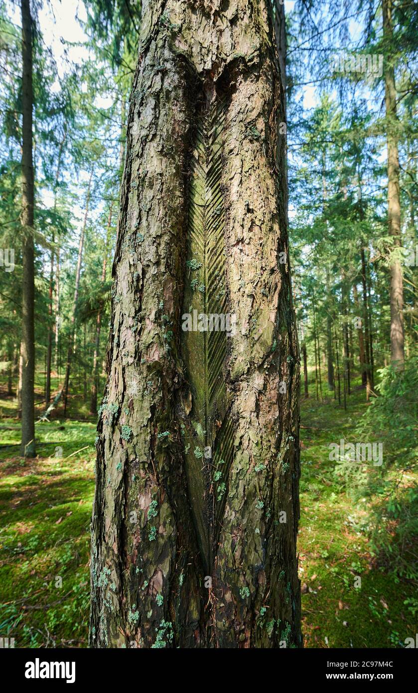 Schnitt auf Baumstamm im grünen Wald Hintergrund Stockfoto