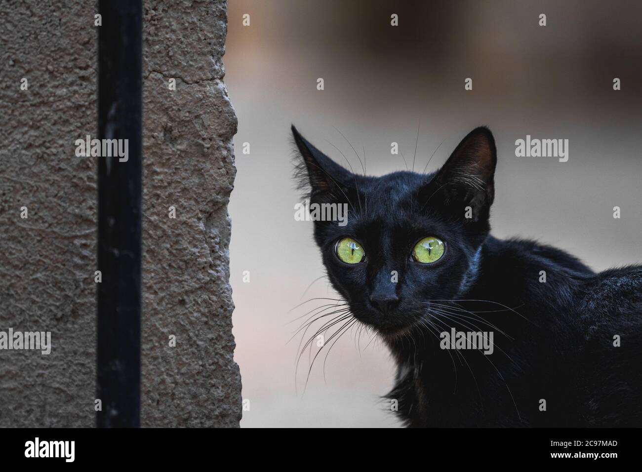 Nahaufnahme einer schwarzen Katze mit breiten grünen Augen Stockfoto