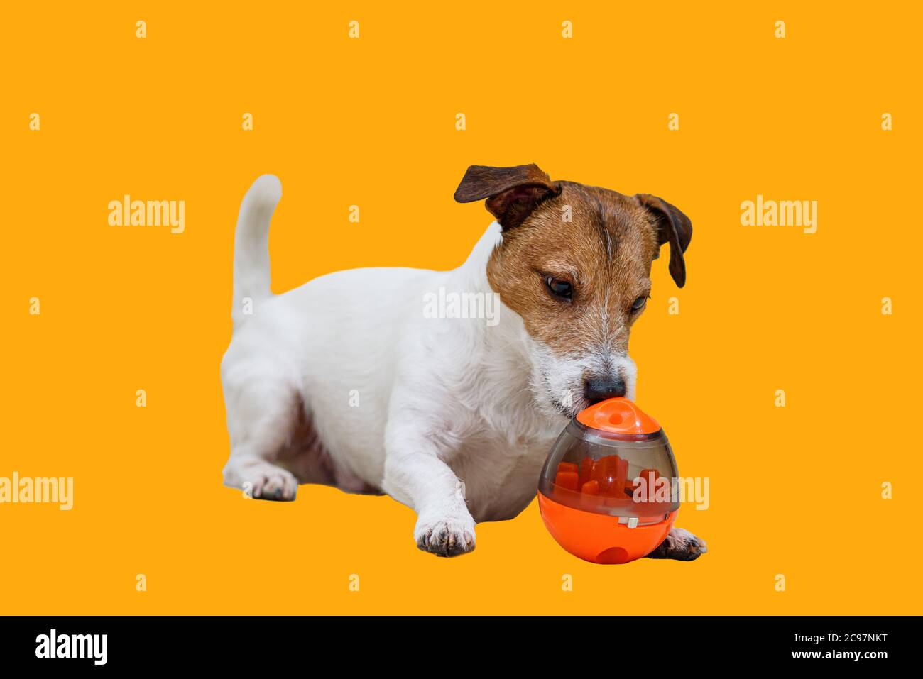 PET-Anreicherungskonzept mit einem Hund, der mit einem eiförmigen Schnüffelspielzeug spielt Stockfoto