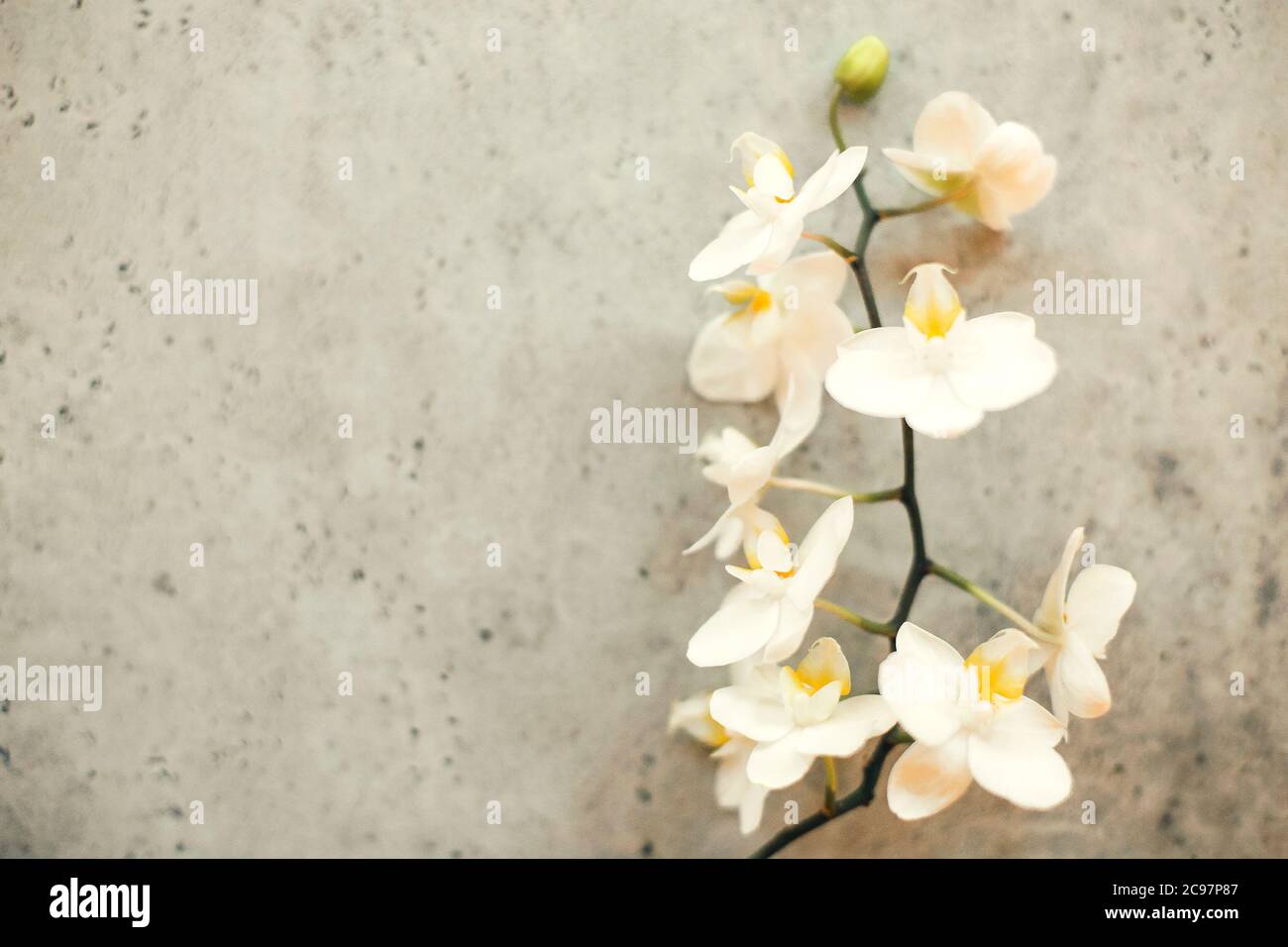 Dünner Orchideenzweig mit zarten weißen Blüten, die auf rauer grauer Steinoberfläche platziert sind Stockfoto