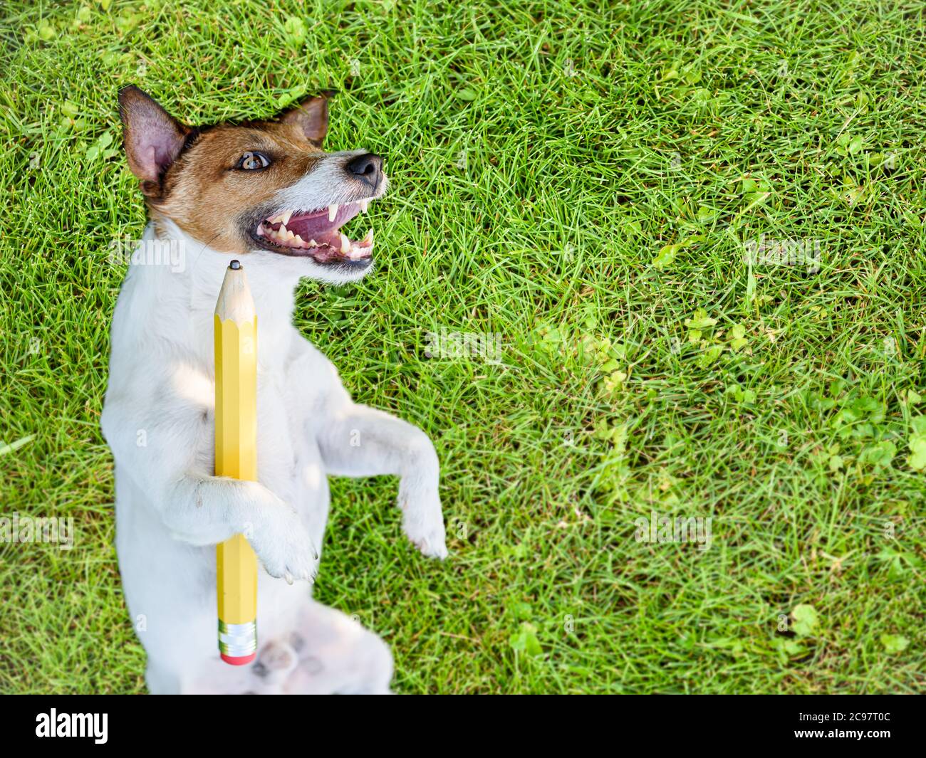 Bildung ist Spaß Konzept mit lustig lächelnden Hund auf Gras mit riesigen Bleistift Stockfoto
