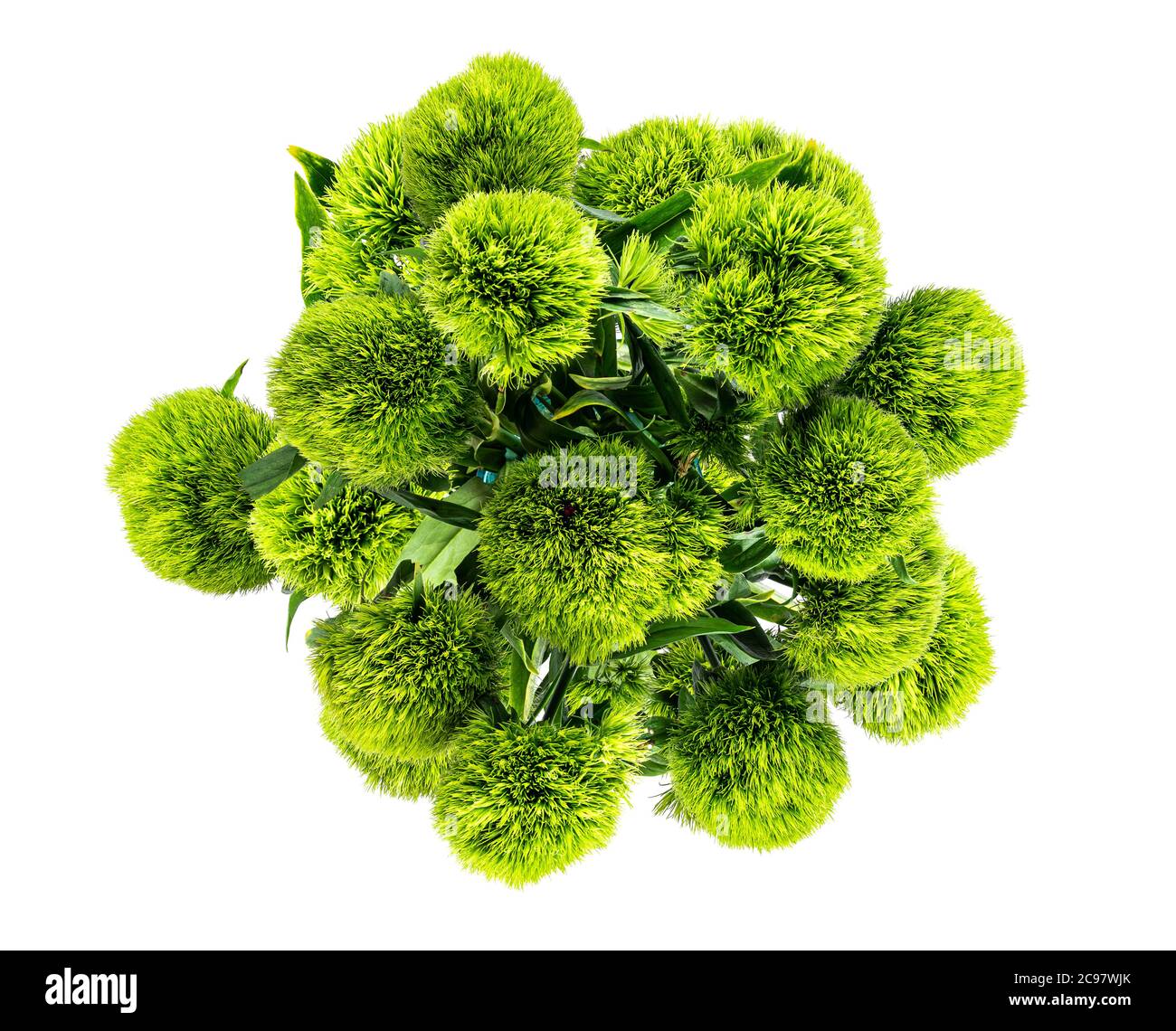 Oberhalb Ansicht von Blumenstrauß Dianthus barbatus grünen Ball oder grüne Zecke isoliert auf weißem Hintergrund Stockfoto