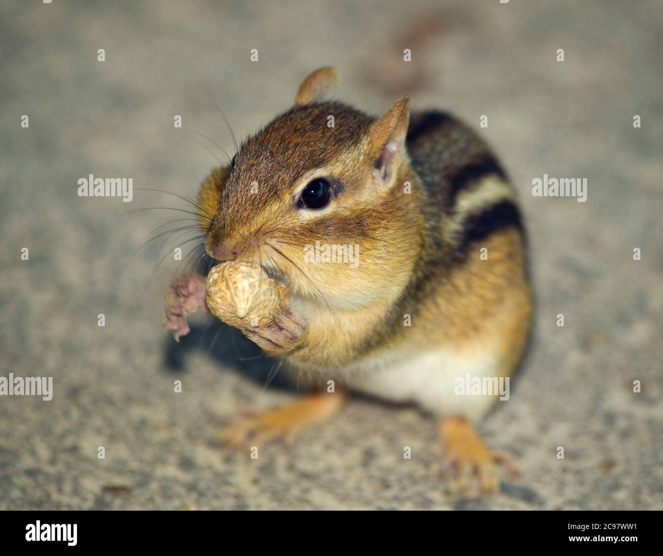 Eastern chipmunk - Tamias striatus Stockfoto