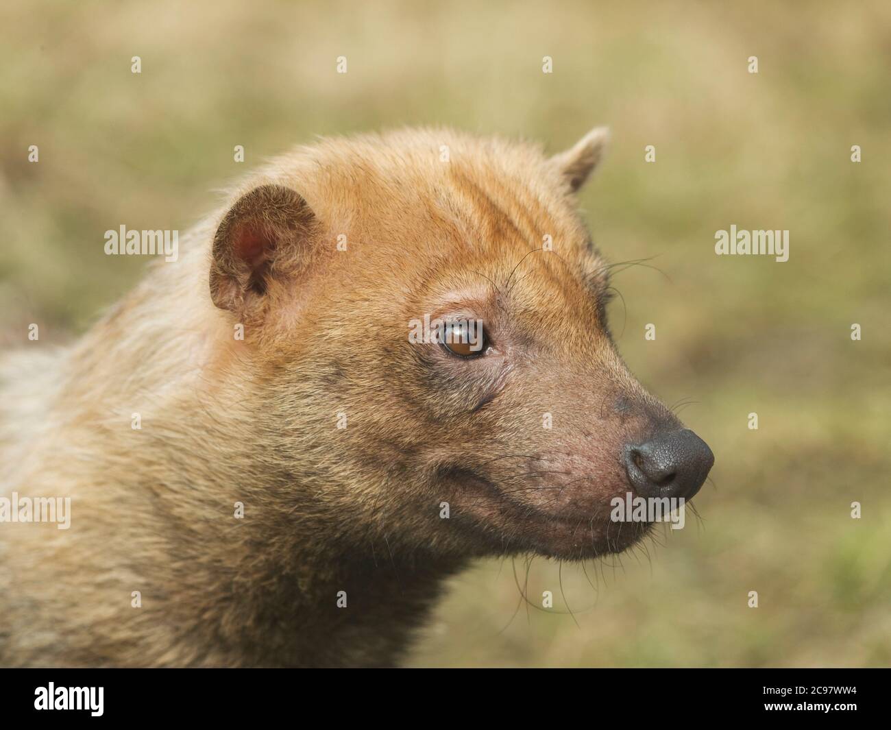 Porträt seltener Canis-Arten - Buschhund Stockfoto