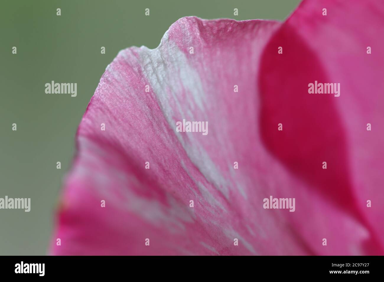 Makroaufnahme von rosa Oleander Blütenblätter Stockfoto