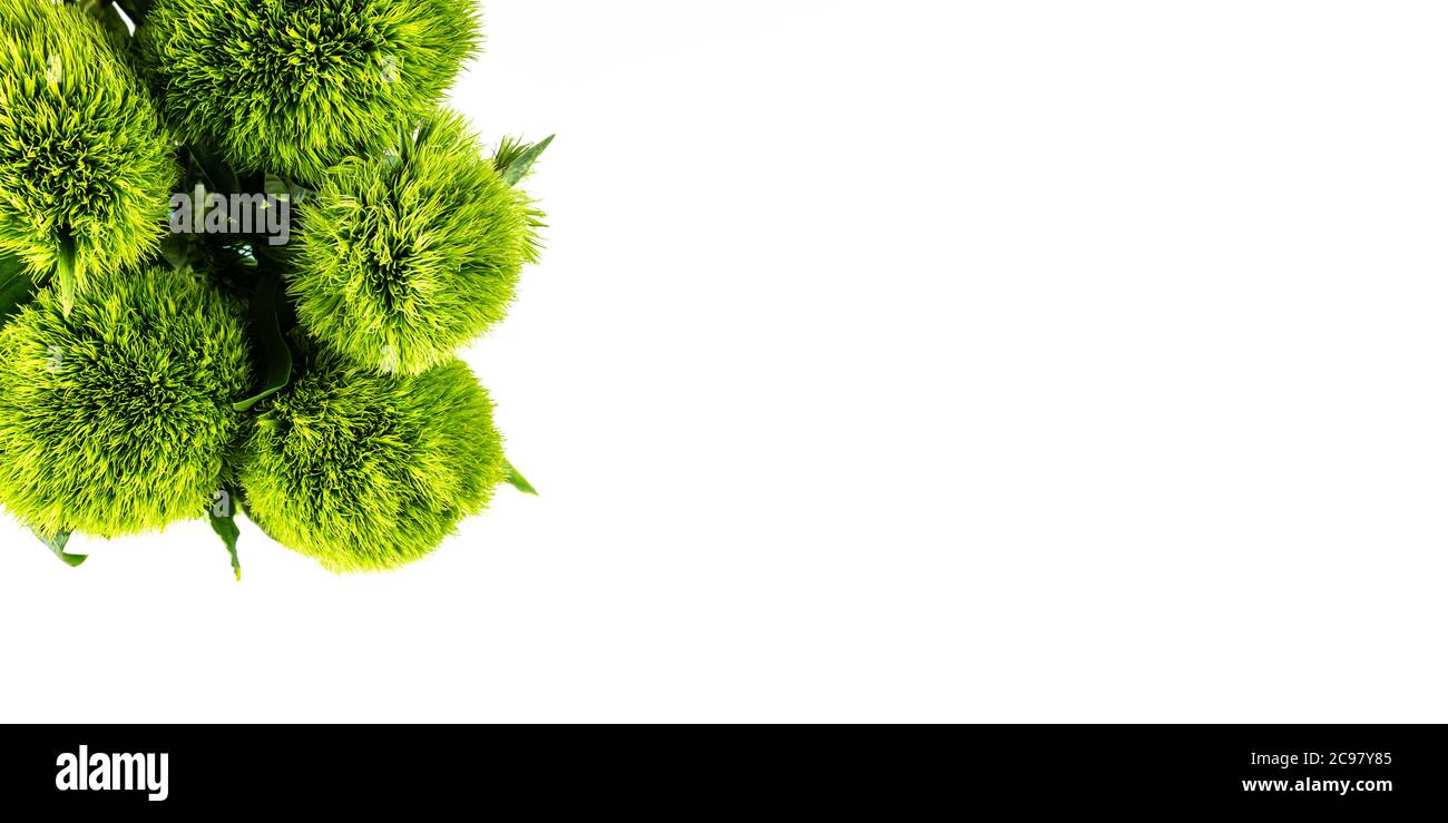 Oben Ansicht von Blumenstrauß Dianthus barbatus grüne Kugel oder grüne Zecke auf weißem Hintergrund Stockfoto