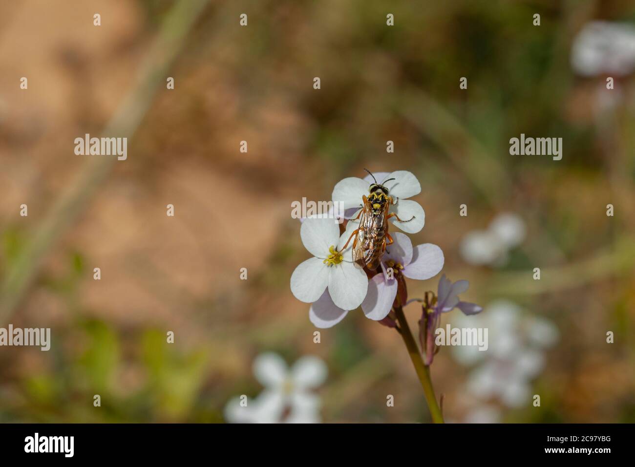 Eine gelbe gefesselte Wespe (Vespula) auf einer Gruppe von weißen Knoblauchpilzen blüht. Dieses bienenähnliche Tier lebt im Nahen Osten. Das Foto wurde in Dana Biosphe aufgenommen Stockfoto