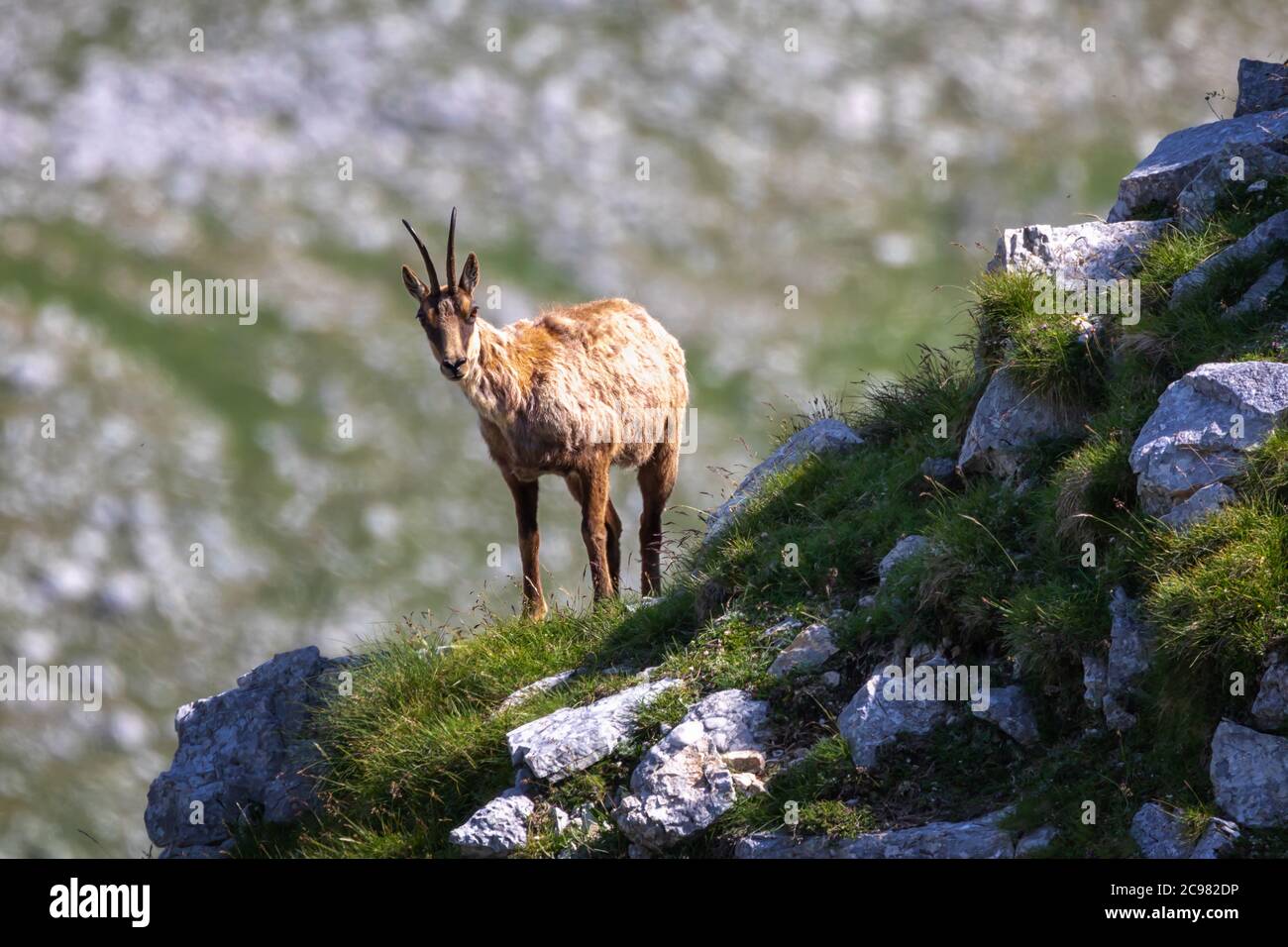 Wilde Gämsen erklimmt Felsen auf einem Berg. Wildes Tier in der Natur. Stockfoto