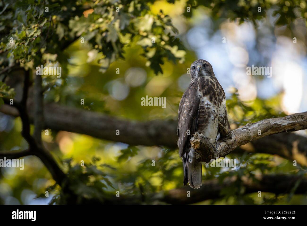 Berlin, Deutschland. Juli 2020. Ein junger Bussard sitzt auf einem Ast und beobachtet die Umgebung sorgfältig. Die Jungvögel haben das Nest verlassen und werden noch teilweise von ihren Eltern gefüttert. In Stadtparks wie hier im Berliner Tiergarten können diese Vögel im Juli aufgrund der kürzeren Flugstrecke leicht beobachtet werden. Quelle: Ingolf König-Jablonski/dpa-Zentralbild/ZB/dpa/Alamy Live News Stockfoto