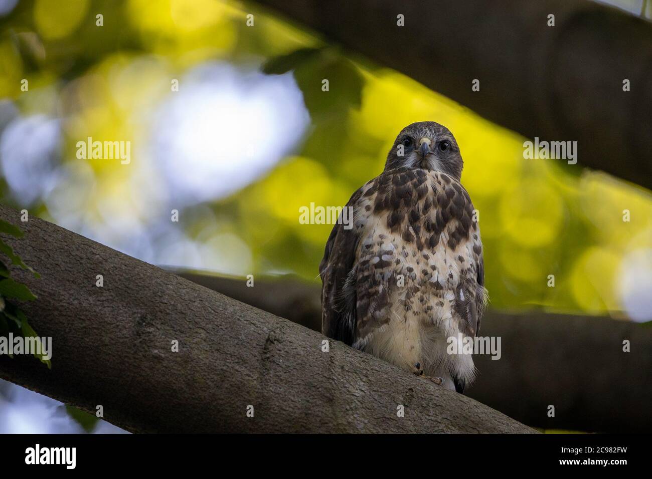 Berlin, Deutschland. Juli 2020. Ein junger Bussard sitzt auf einem Ast und beobachtet die Umgebung sorgfältig. Die Jungvögel haben das Nest verlassen und werden noch teilweise von ihren Eltern gefüttert. In Stadtparks wie hier im Berliner Tiergarten können diese Vögel im Juli aufgrund der kürzeren Flugstrecke leicht beobachtet werden. Quelle: Ingolf König-Jablonski/dpa-Zentralbild/ZB/dpa/Alamy Live News Stockfoto