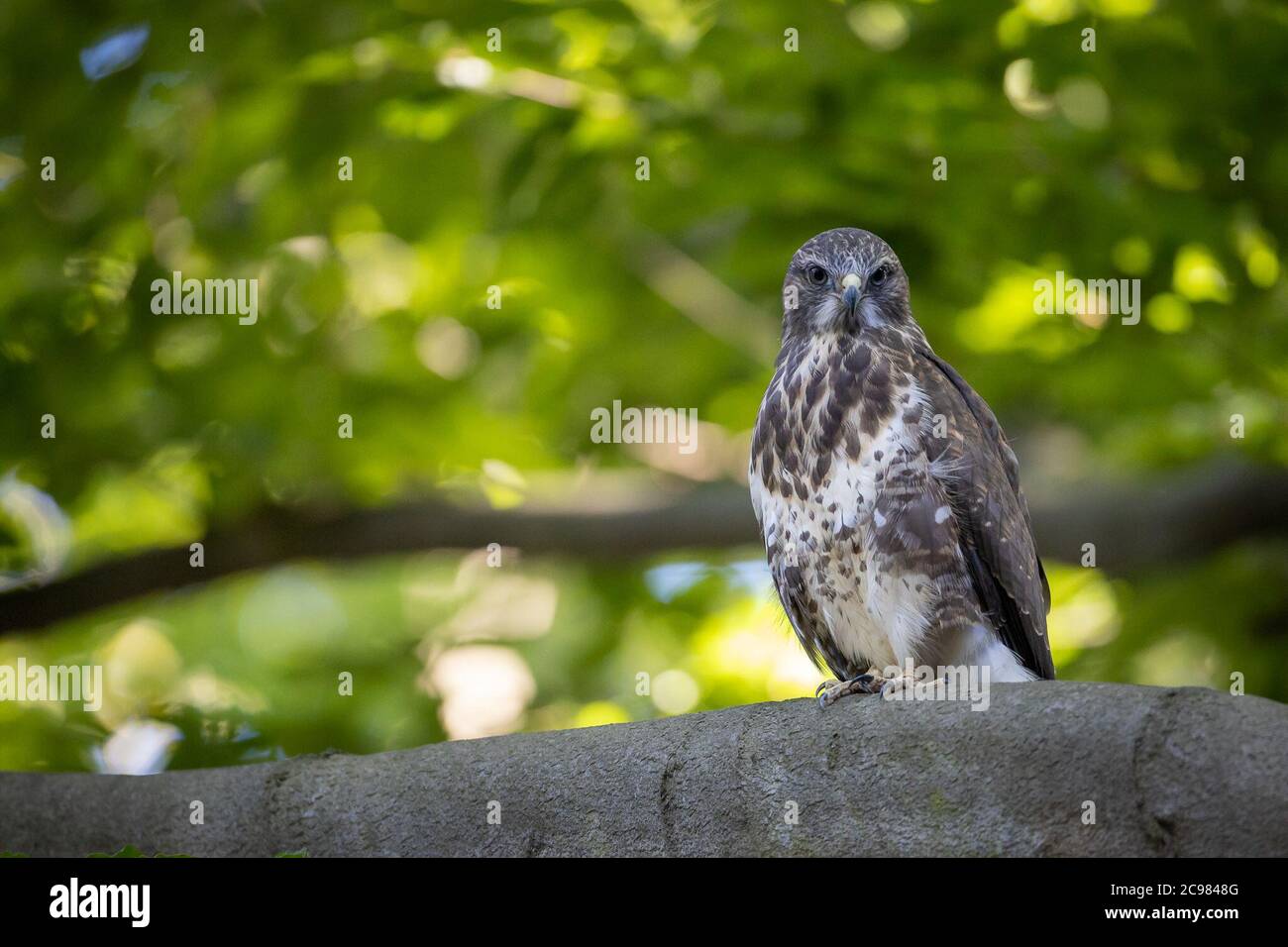 Berlin, Deutschland. Juli 2020. Ein junger Bussard sitzt auf einem Ast und beobachtet die Umgebung sorgfältig. Die Jungvögel haben das Nest verlassen und werden noch teilweise von ihren Eltern gefüttert. In Stadtparks wie hier im Berliner Tiergarten können diese Vögel im Juli aufgrund der kürzeren Flugstrecke leicht beobachtet werden. Quelle: Ingolf König-Jablonski/dpa-Zentralbild/ZB/dpa/Alamy Live News Stockfoto