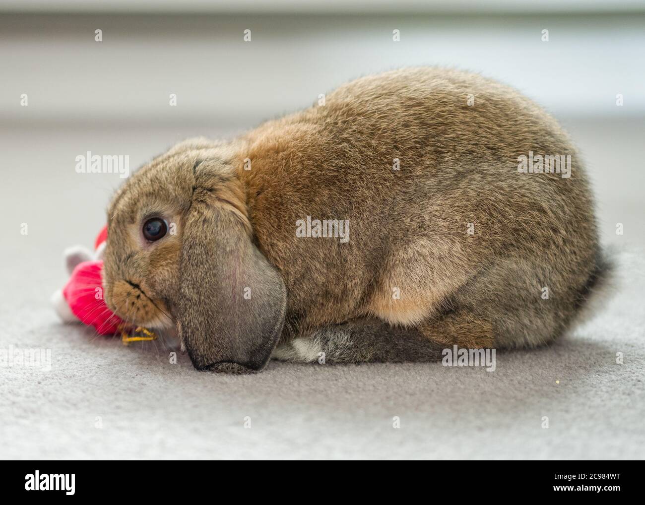 Eine schöne inländische Mini-lop Kaninchen spielen mit einem Kind Weihnachten Teddybär Spielzeug Stockfoto