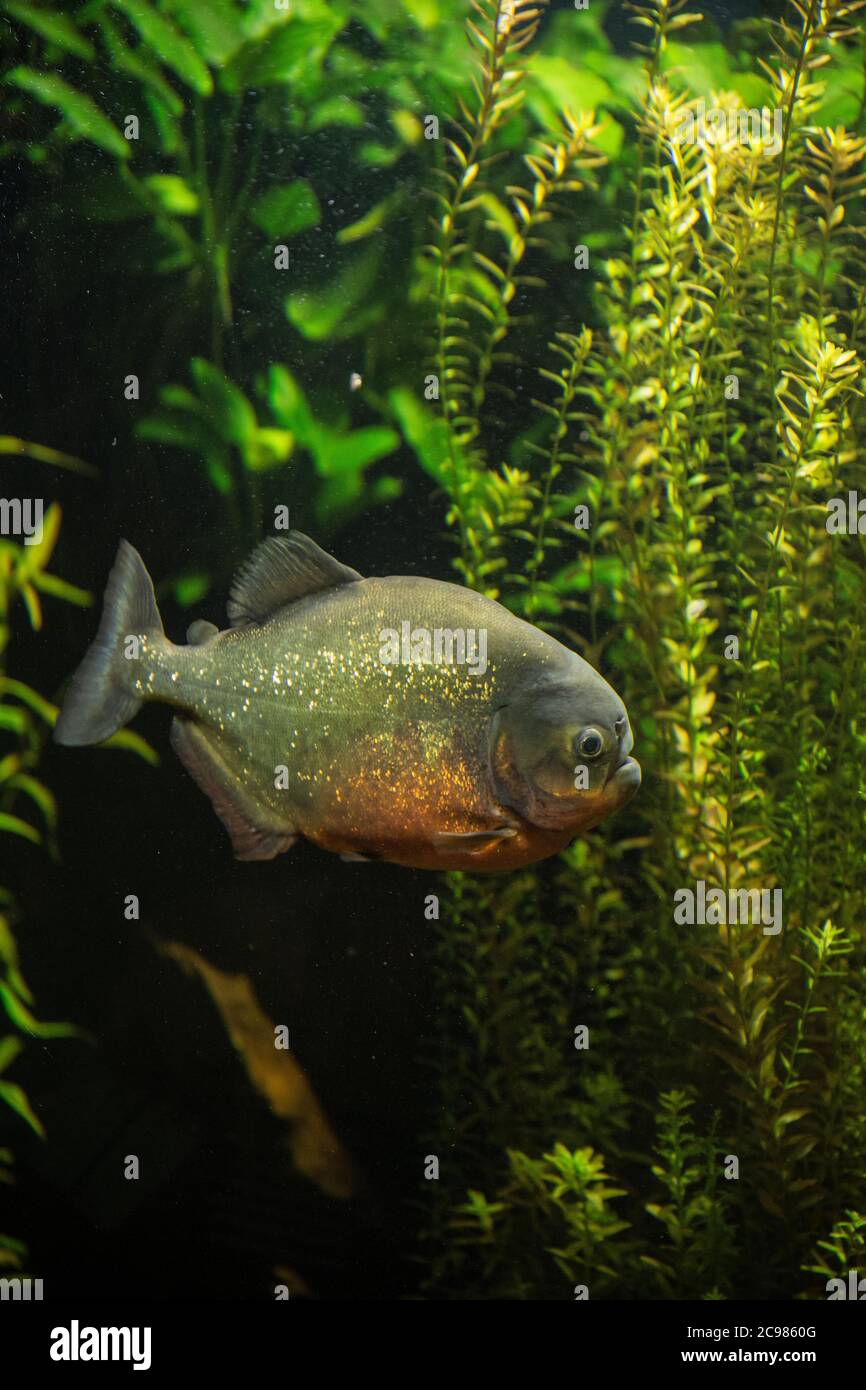 Piranha, Fische, Tiere aus dem Zoo Stockfoto