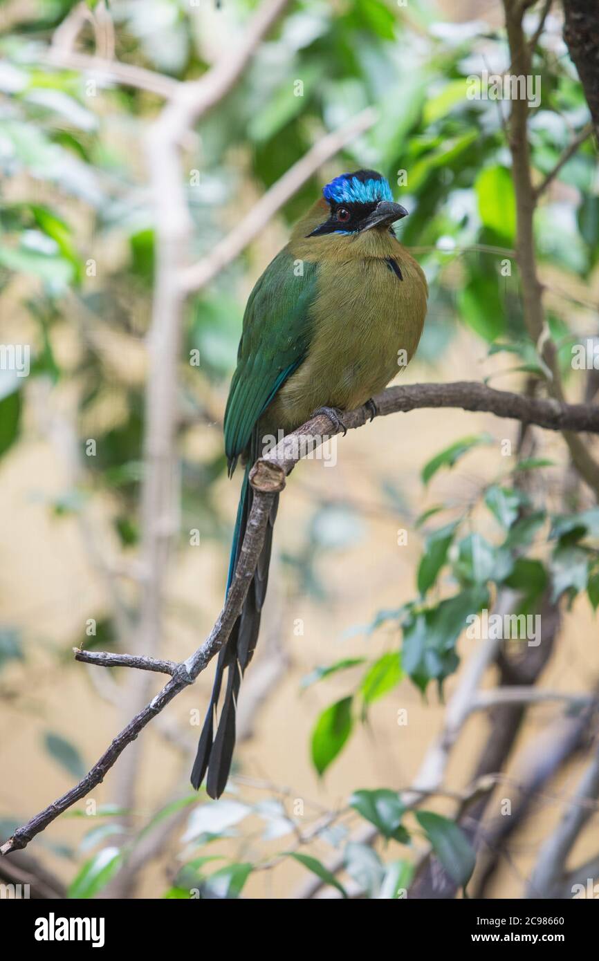 Tiere aus dem Zoo Stockfoto