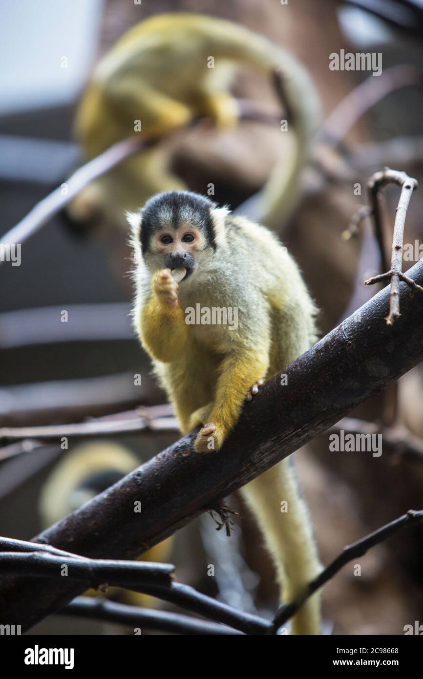 Tiere aus dem Zoo Stockfoto