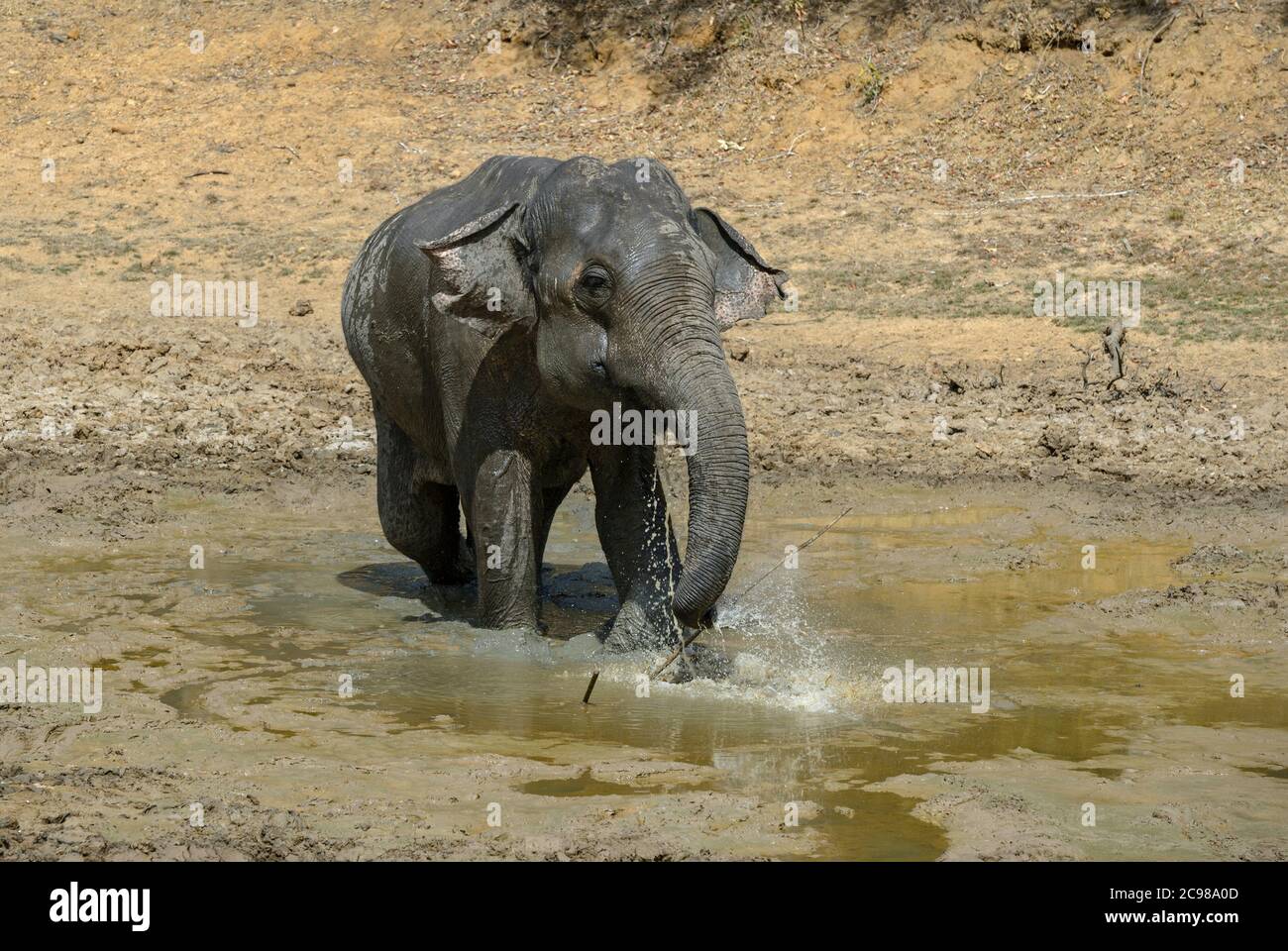 Sri Lankan Elefant - Elephas Maximus Maximus, Sri Lanka, iconic Säugetier aus Asien. Stockfoto