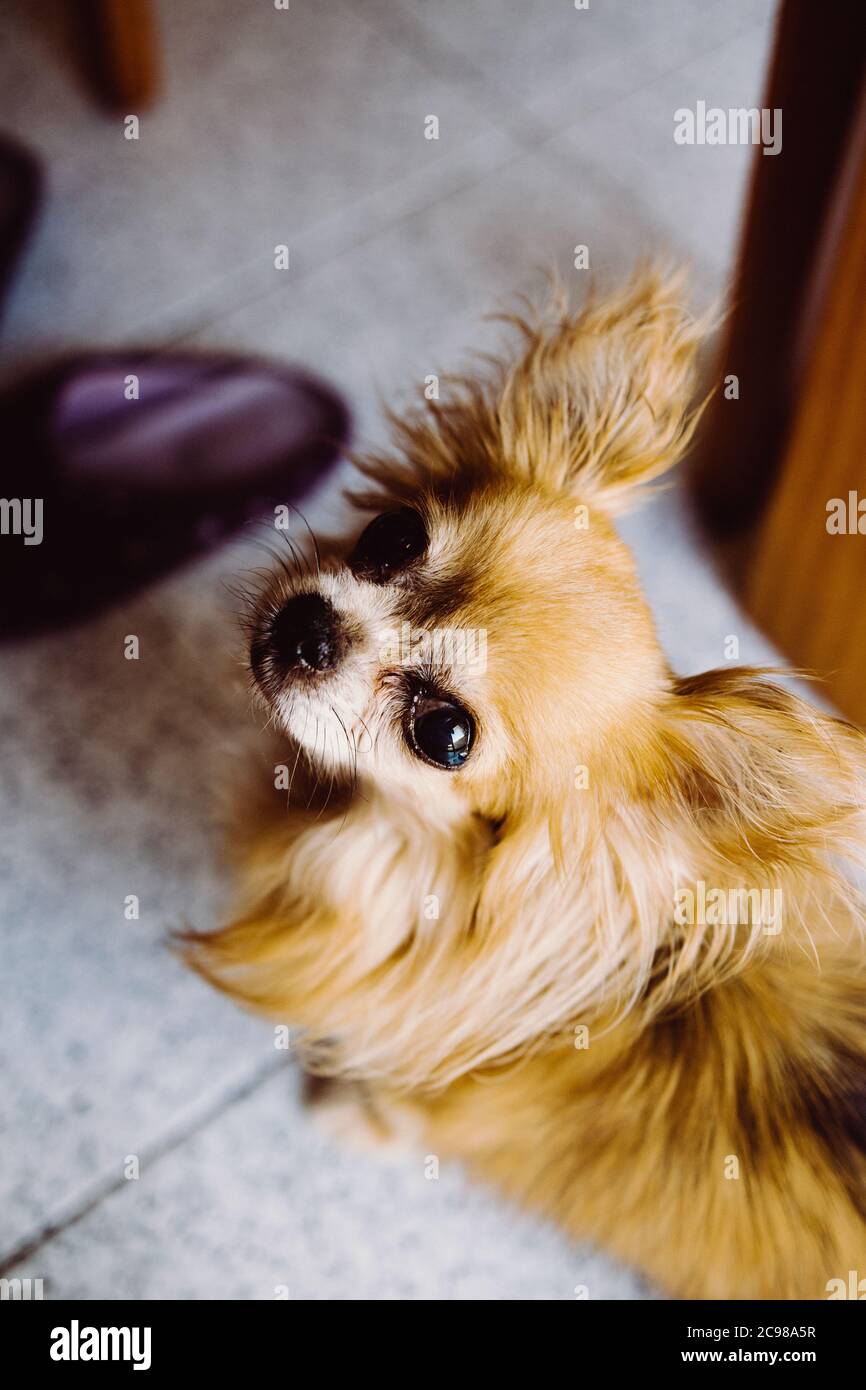 Vertikale Draufsicht auf einen gemischten Chihuahua und Pekingese Hund Stockfoto
