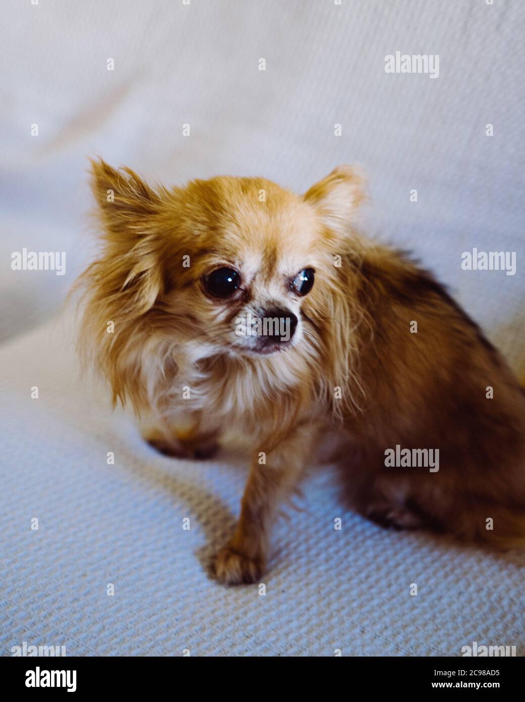 Vertikale Nahaufnahme eines gemischten Chihuahua und Pekingese Hundes Stockfoto