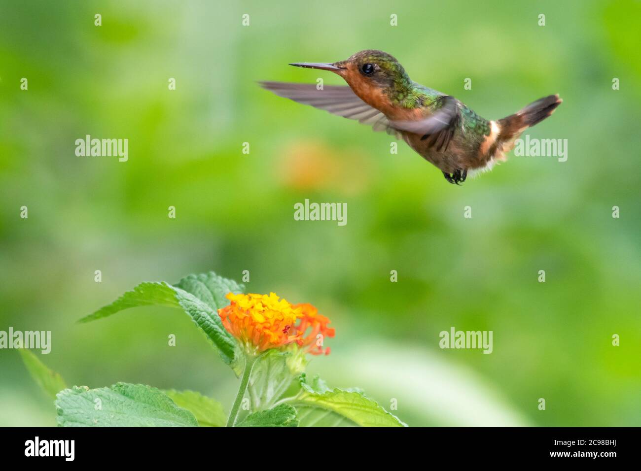 Weibliche getuftete Coquette, die sich auf einer Lantana-Blume ernährt. Vogel im Garten. Schwebender Kolibri. Kleiner tropischer Vogel. Kolibri in natürlicher Umgebung. Stockfoto