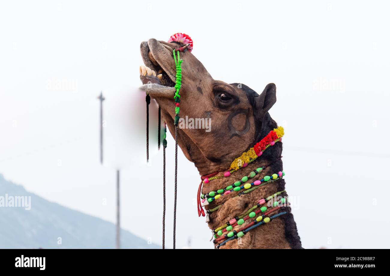 Herde von dekorierten Kamelen auf Pushkar Kamel Messe. Pushkar Kamel Messe ist eine jährliche Veranstaltung, die verwendet wird, um zu verkaufen / kaufen Kamele. Stockfoto