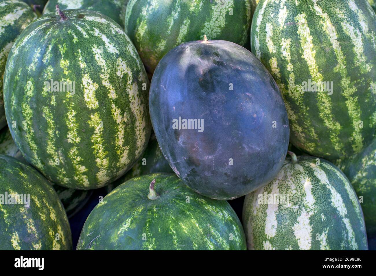 Verkauf von schönen und süßen Wassermelonen vom Bauernhof. Der Verkauf findet an einem bestimmten Ort auf dem freien Markt statt. Stockfoto