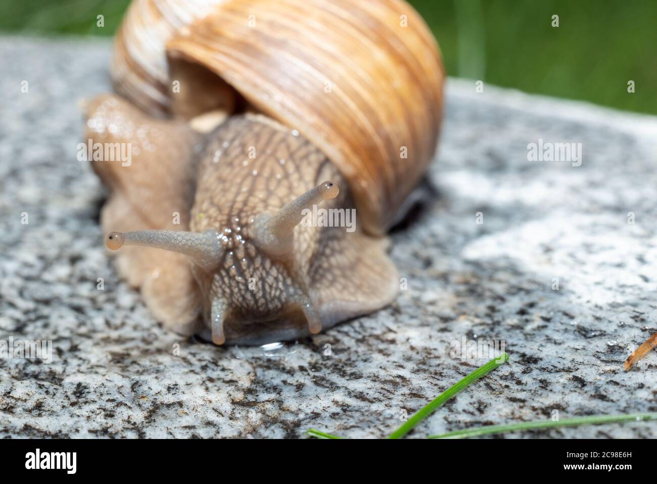 Makro-Nahaufnahme einer römischen Schnecke mit vollständig ausgestreckten Antennen Stockfoto