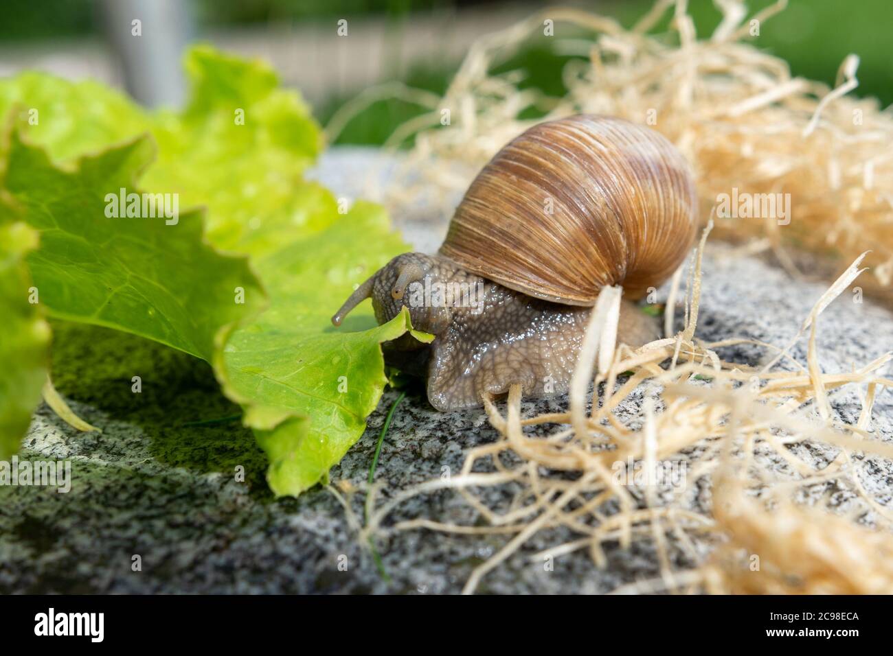 Makro-Nahaufnahme einer burgundischen Schnecke, die in ein Salatblatt beißt Stockfoto